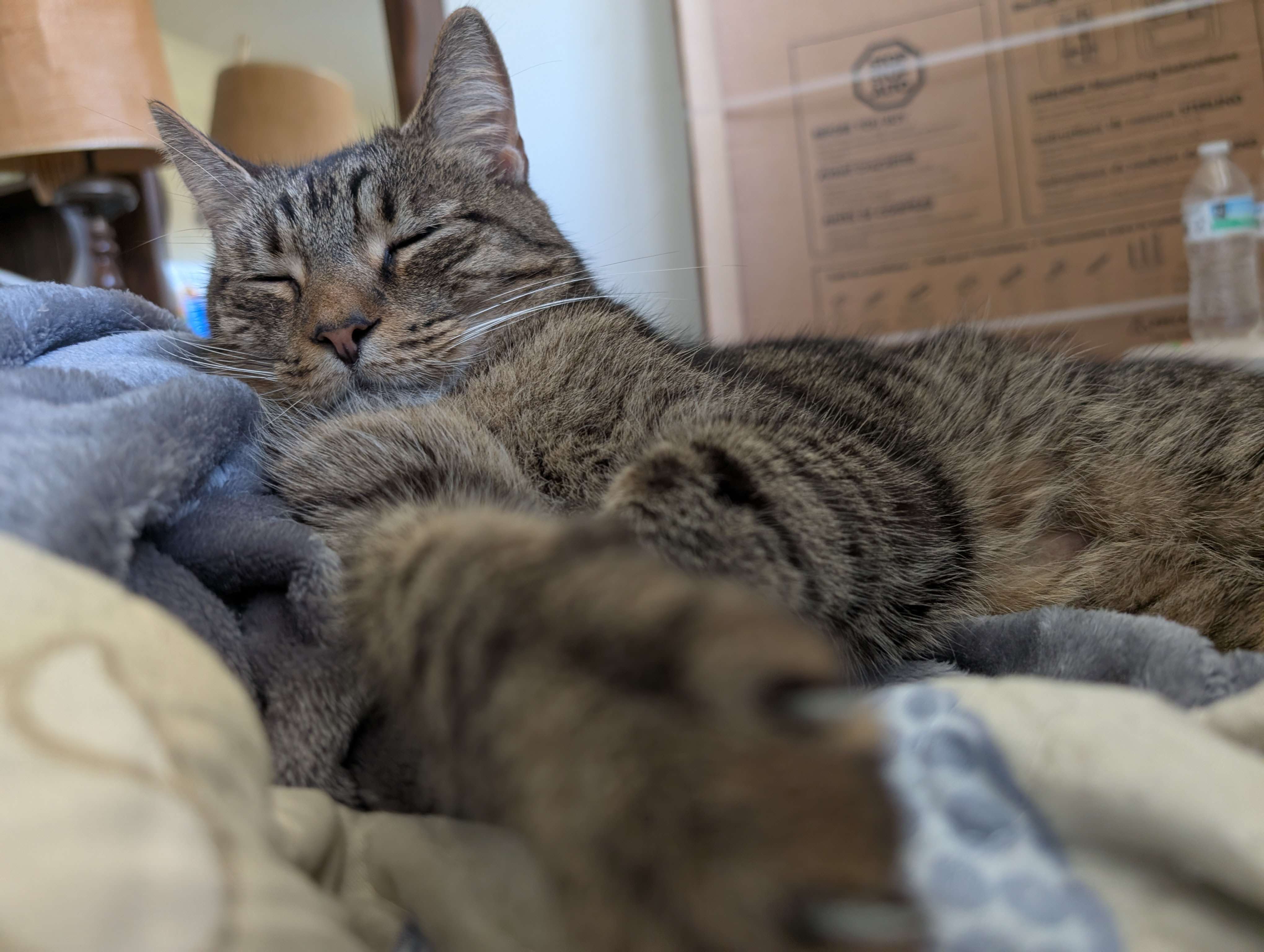 Photo of Chester, a brown tabby cat, sleeping with his arm extended on a bed.