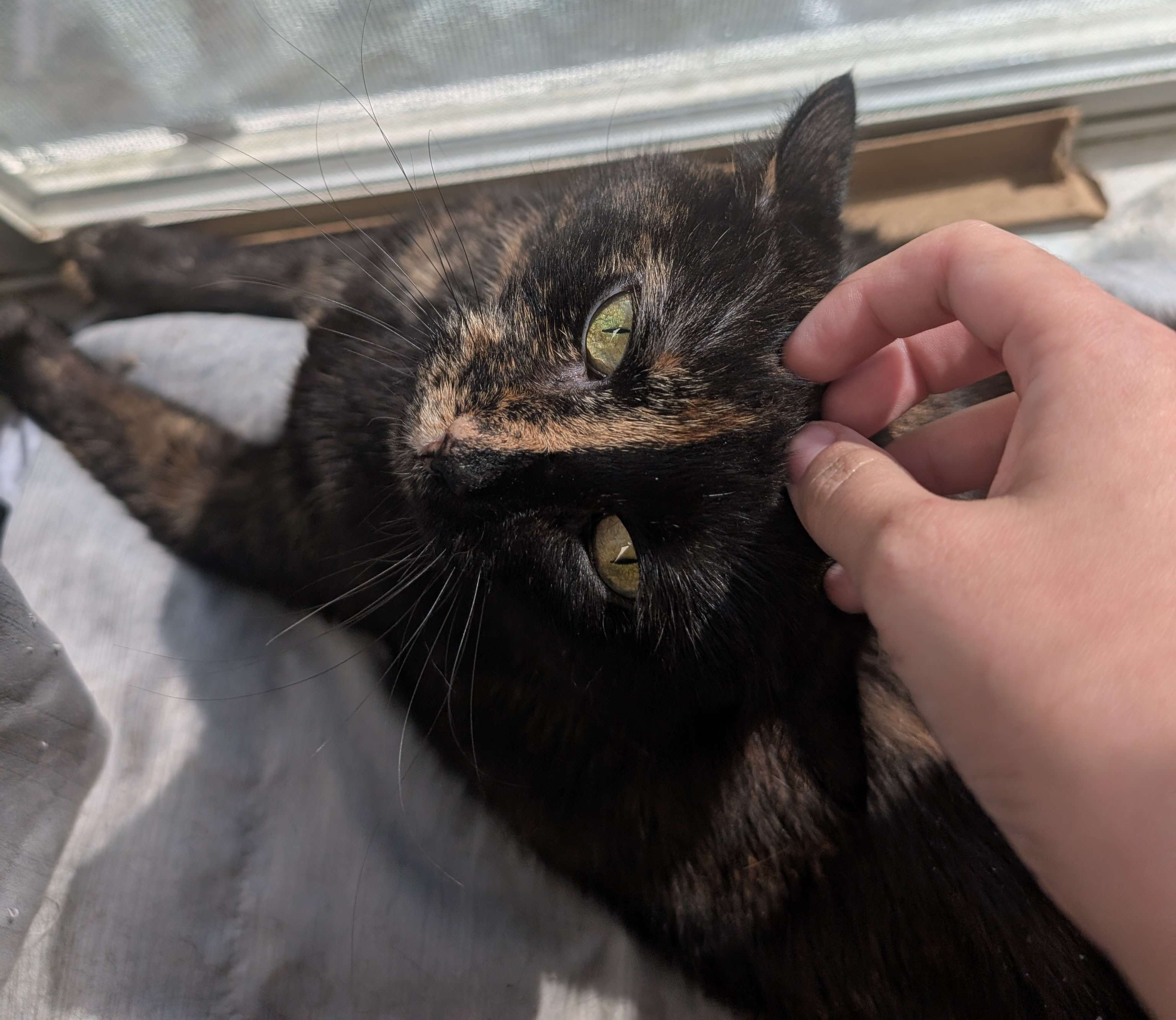 Photo of Echo, a female tortishell cat, looking up at the camera while laying beside a window.