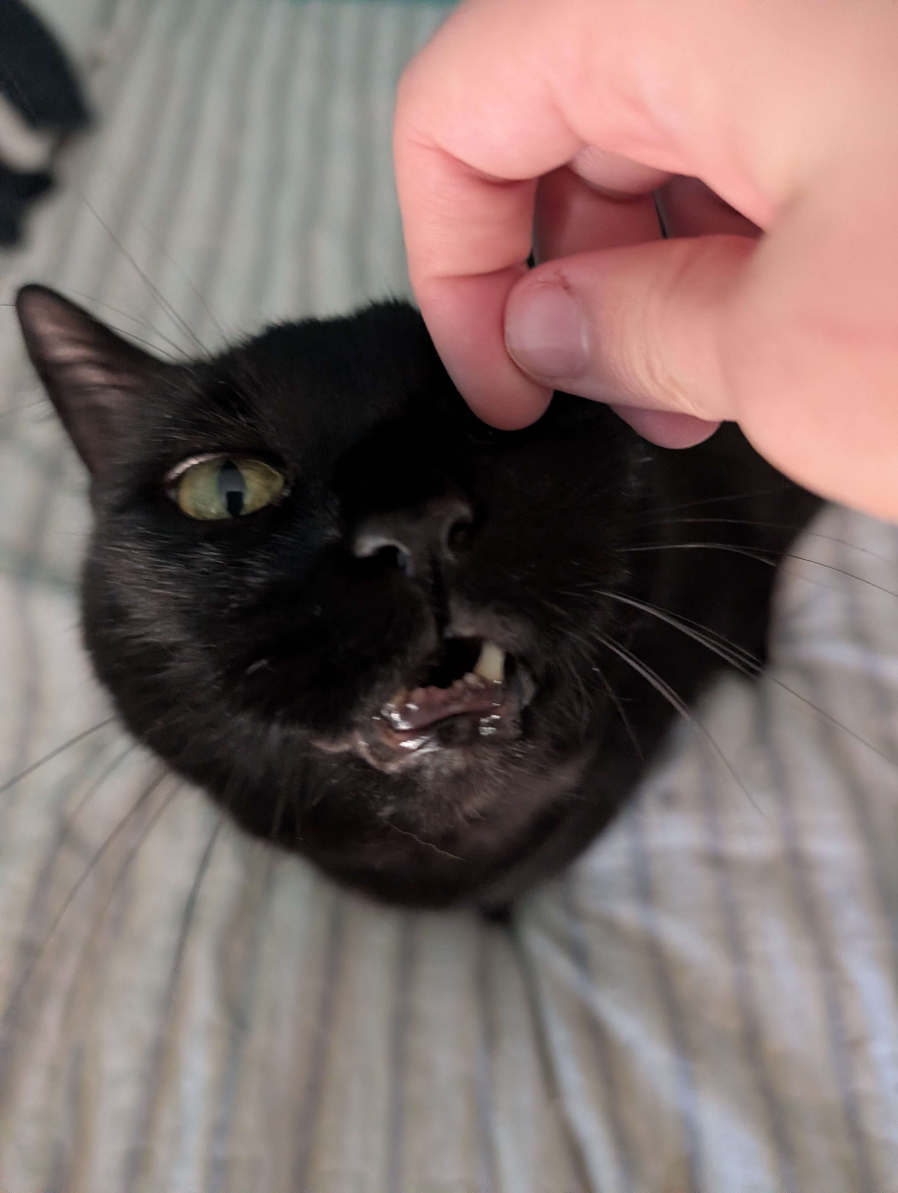Photo of Percy, a male black cat, rubbing his face on my finger. 